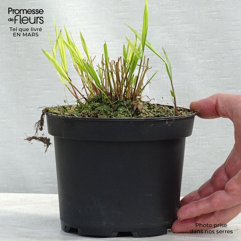 Hakonechloa macra Aureola en pot de 2L esemplare consegnato in inverno