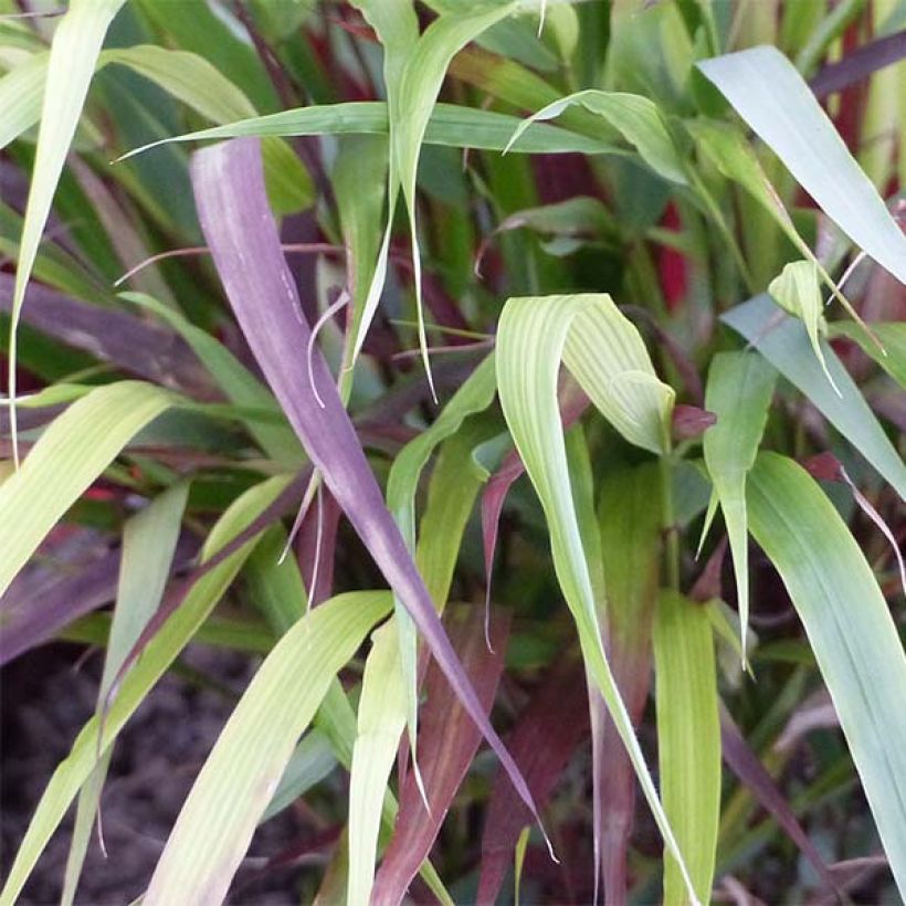 Hakonechloa macra Beni-Kaze - Erba della foresta giapponese (Fogliame)