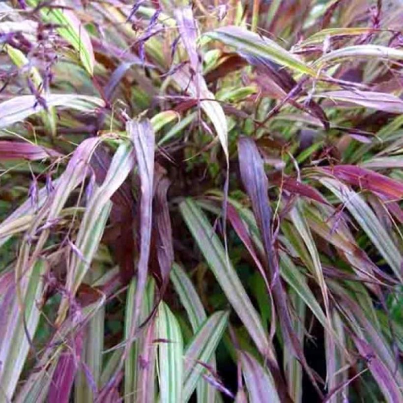 Hakonechloa macra Naomi - Erba della foresta giapponese (Fogliame)