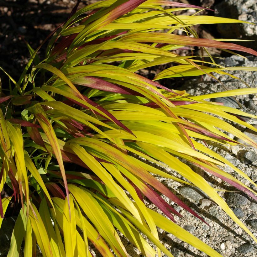 Hakonechloa macra Sunflare - Erba della foresta giapponese (Fogliame)