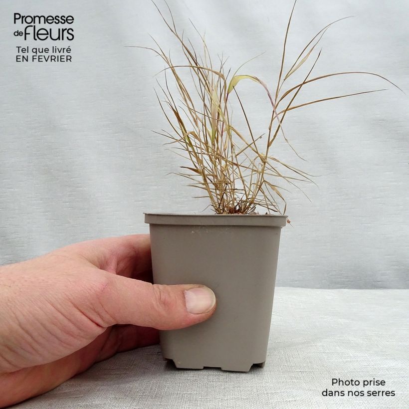 Hakonechloa macra Sunflare - Herbe du Japon en godet de 8 cm esemplare consegnato in inverno