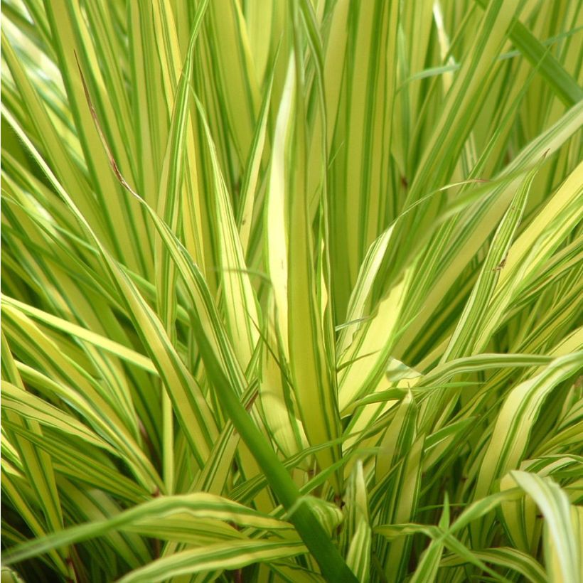 Hakonechloa macra Aureola - Erba della foresta giapponese (Fogliame)