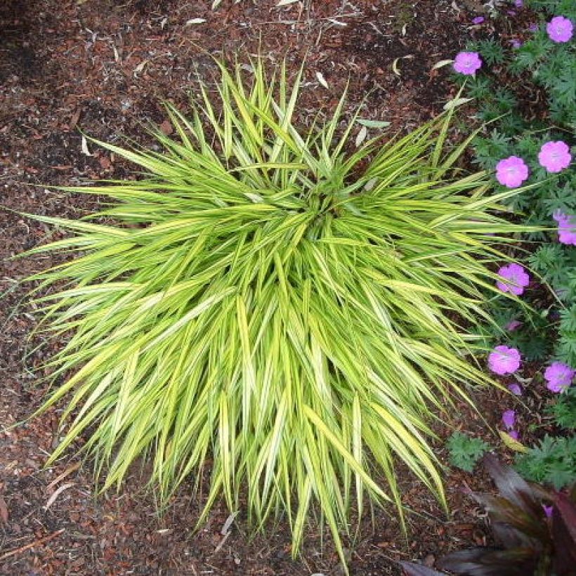 Hakonechloa macra Aureola - Erba della foresta giapponese (Porto)