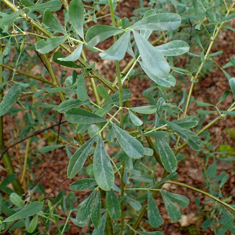 Halimodendron halodendron (Fogliame)