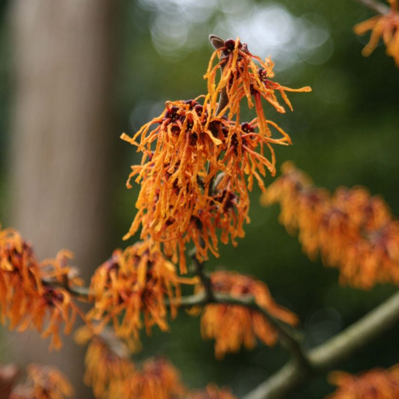 Hamamelis intermedia Aphrodite - Amamelide (Fioritura)