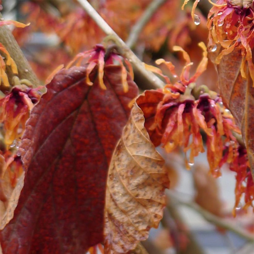 Hamamelis intermedia Jelena - Amamelide (Fogliame)