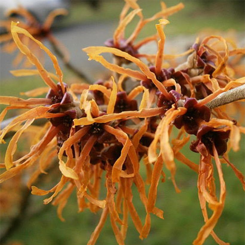 Hamamelis intermedia Jelena - Amamelide (Fioritura)