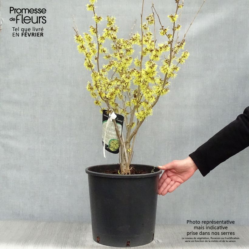 Hamamelis intermedia Arnold Promise - Noisetier de Sorcière pot de 18/20L esemplare consegnato in inverno