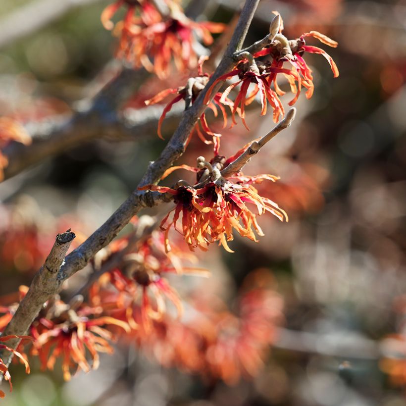 Hamamelis intermedia Diane - Amamelide (Fioritura)