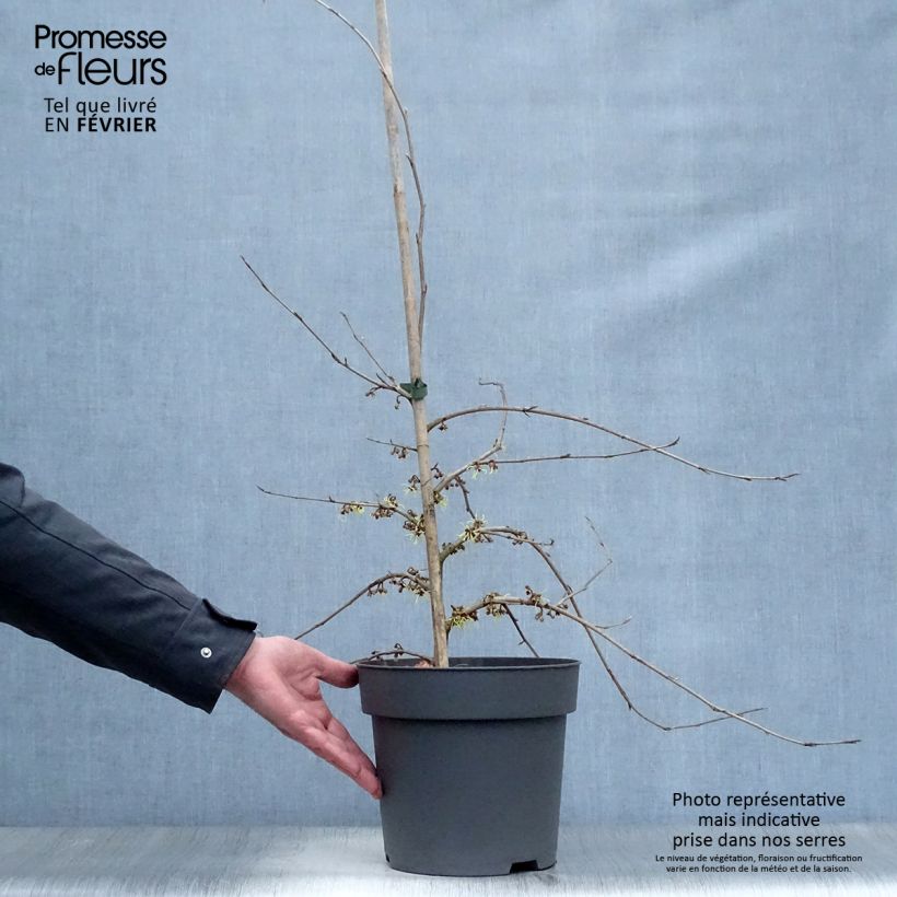 Hamamelis japonica Pendula - Hamamelis pleureur Pot de 6/7L esemplare consegnato in inverno