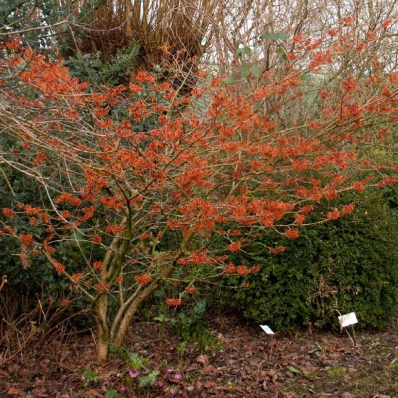 Hamamelis intermedia Ruby Glow - Amamelide (Porto)