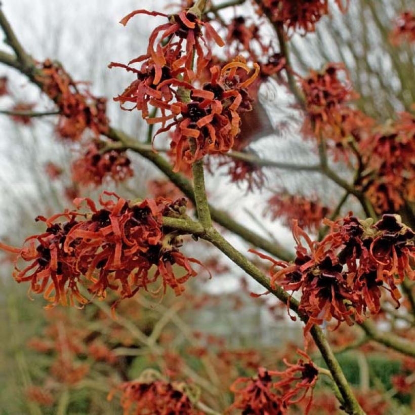 Hamamelis intermedia Ruby Glow - Amamelide (Fioritura)