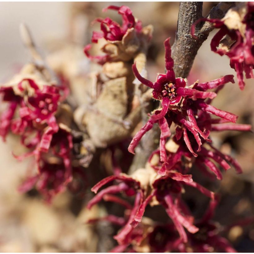 Hamamelis vernalis Amethyst - Amamelide (Fioritura)