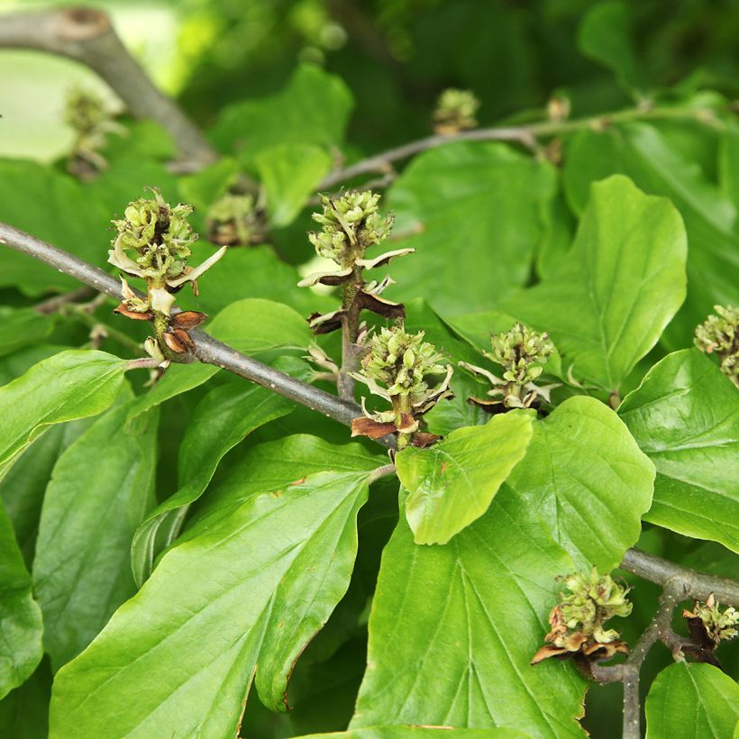 Hamamelis virginiana - Amamelide (Fogliame)