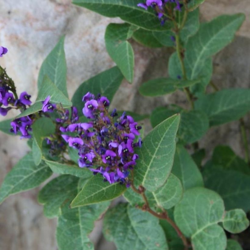 Hardenbergia violacea Regent (Fogliame)