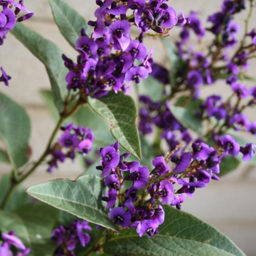 Hardenbergia violacea Regent (Fioritura)