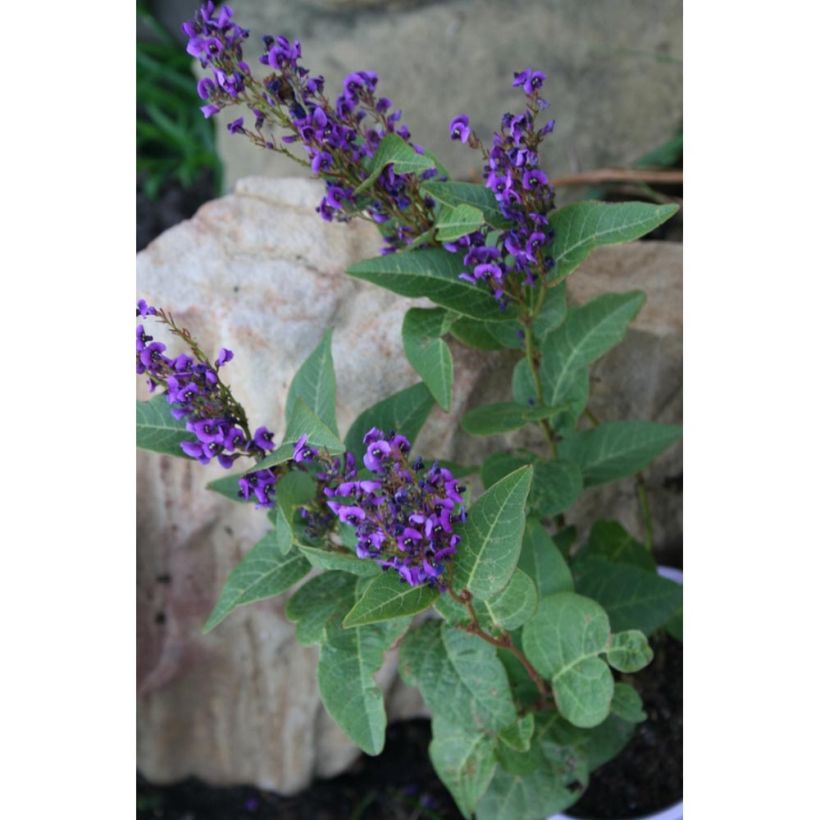 Hardenbergia violacea Regent (Porto)