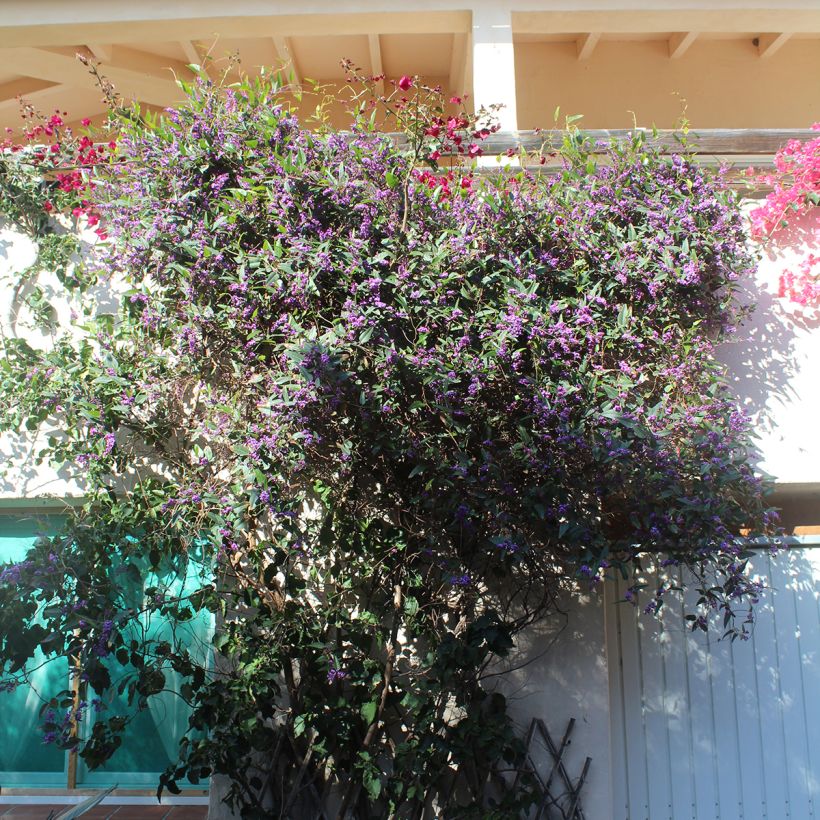 Hardenbergia violacea (Porto)