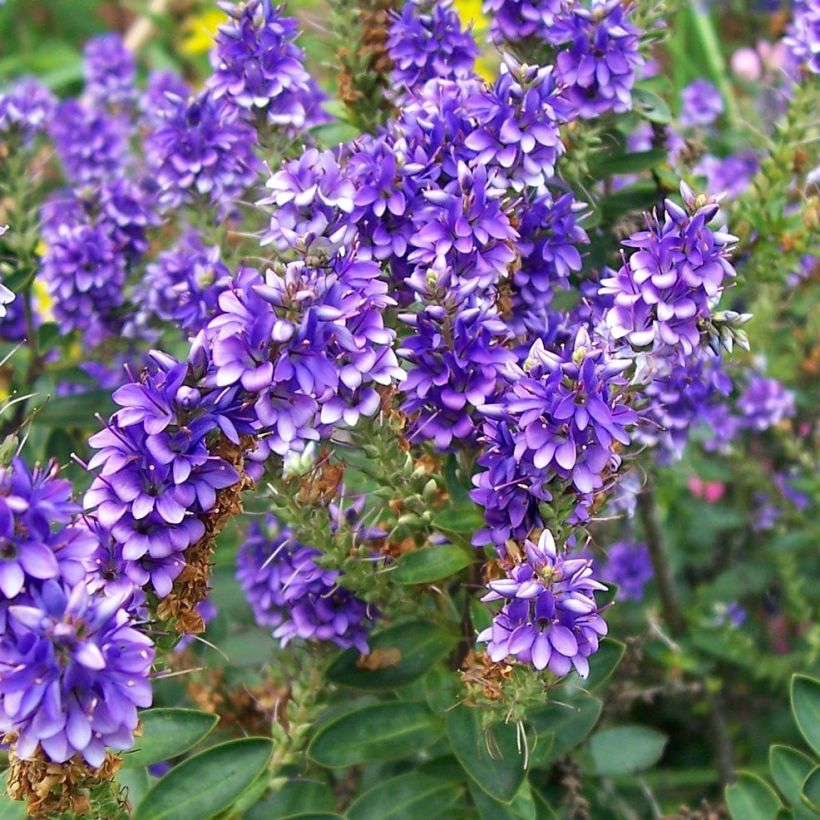 Veronica Autumn Glory - Hebe (Fioritura)