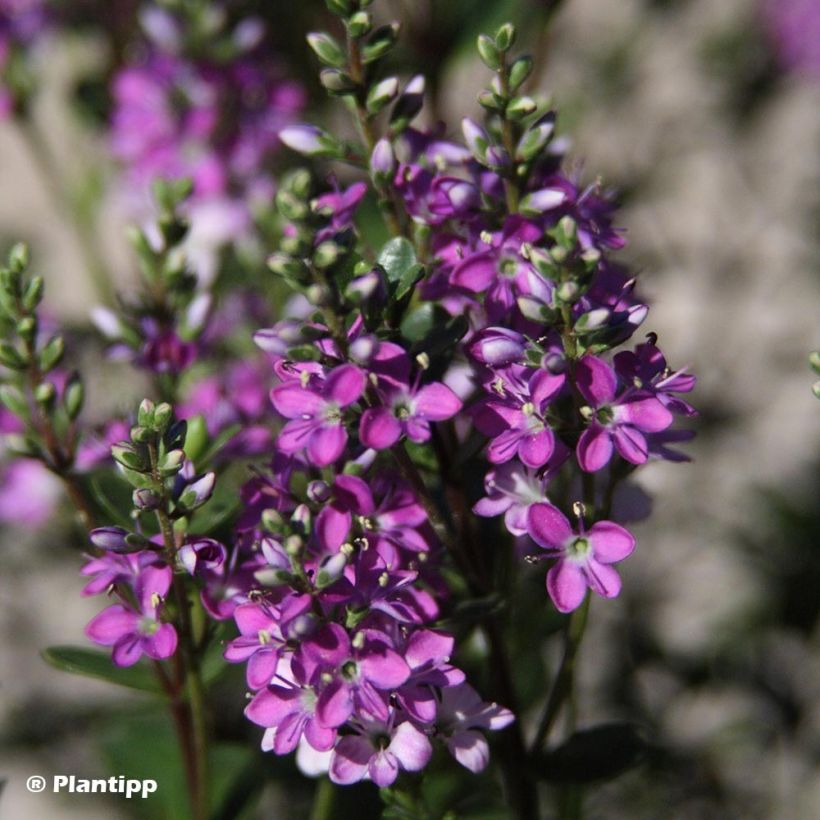 Veronica Graden Beauty 'Purple - Hebe (Fioritura)