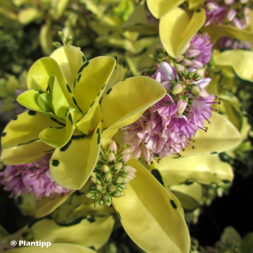 Veronica Leopard Spot - Hebe (Fioritura)