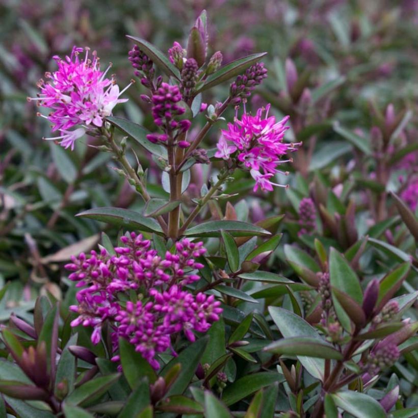 Veronica Raspberry Ripple - Hebe (Fioritura)