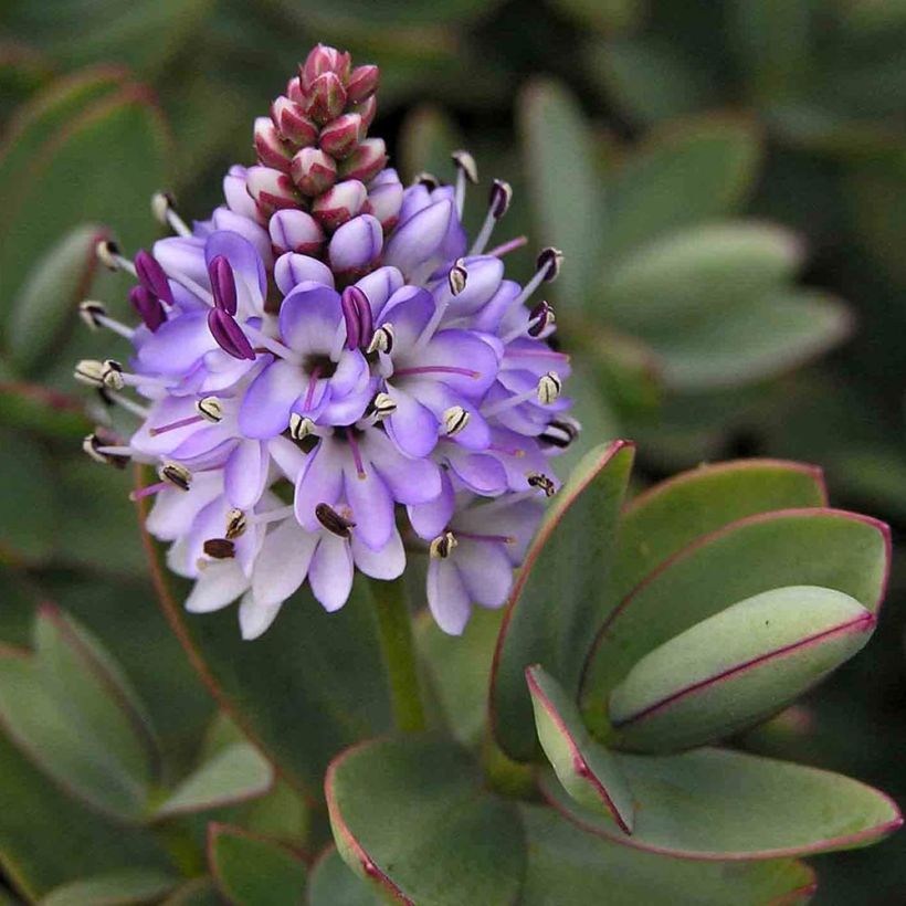 Hebe albicans Red Edge - Veronica (Fioritura)