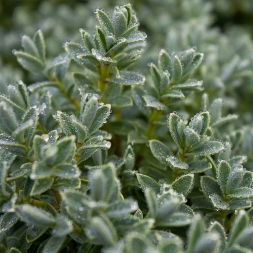 Hebe pinguifolia Sutherlandii - Veronica (Fogliame)