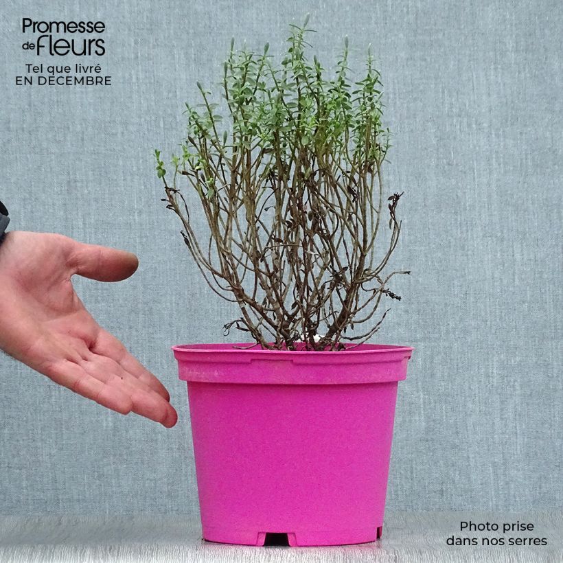 Hebe Sutherlandii - Véronique arbustive. Pot de 2L/3L esemplare consegnato in inverno