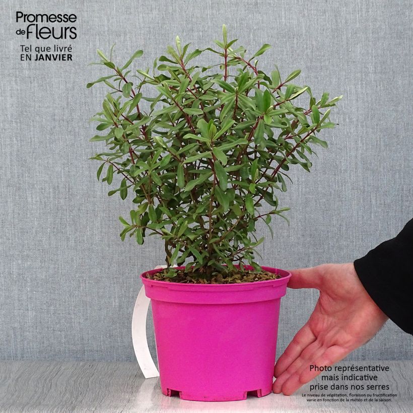 Hebe Wiri Charm - Véronique arbustive Pot de 2L/3L esemplare consegnato in inverno