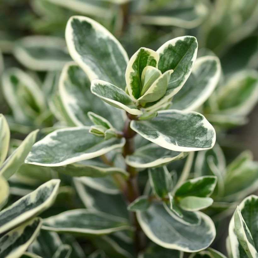 Hebe andersonii Variegata - Veronica (Fogliame)