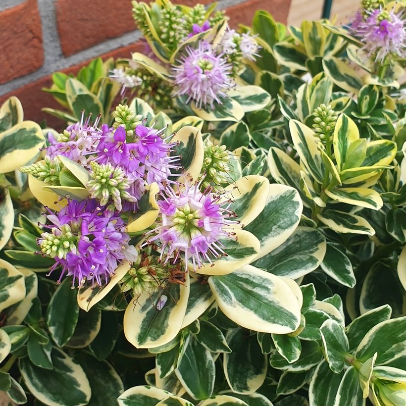 Hebe andersonii Variegata - Veronica (Fioritura)