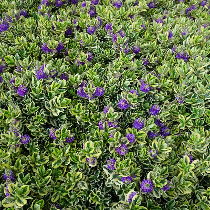 Hebe andersonii Variegata - Veronica (Porto)