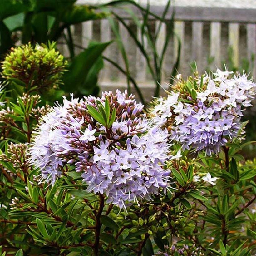 Hebe diosmifolia - Veronica (Fioritura)