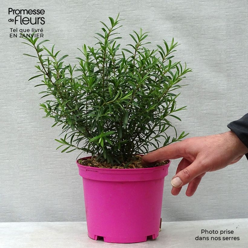 Hebe diosmifolia - Véronique arbustive. Pot de 2L/3L esemplare consegnato in inverno