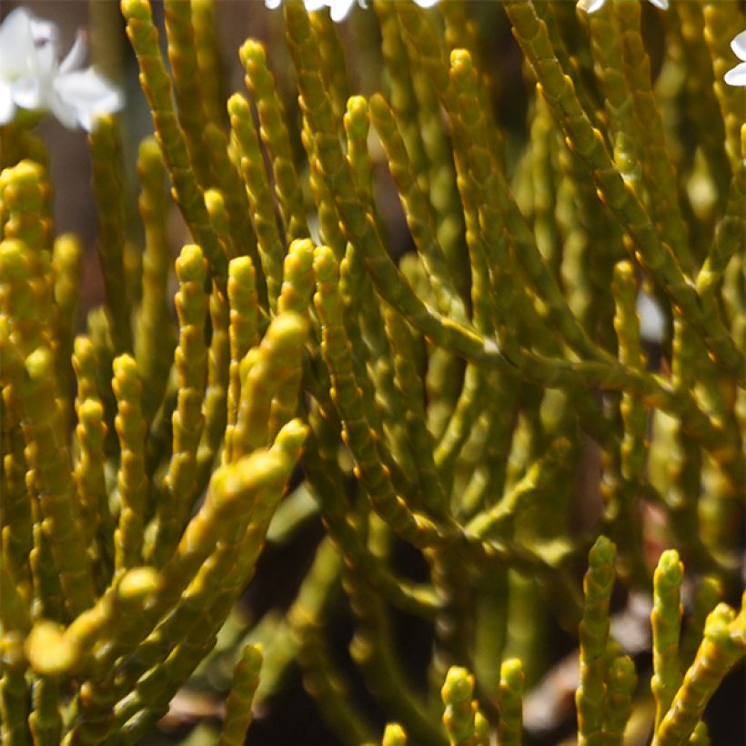 Hebe ochracea - Veronica (Fogliame)