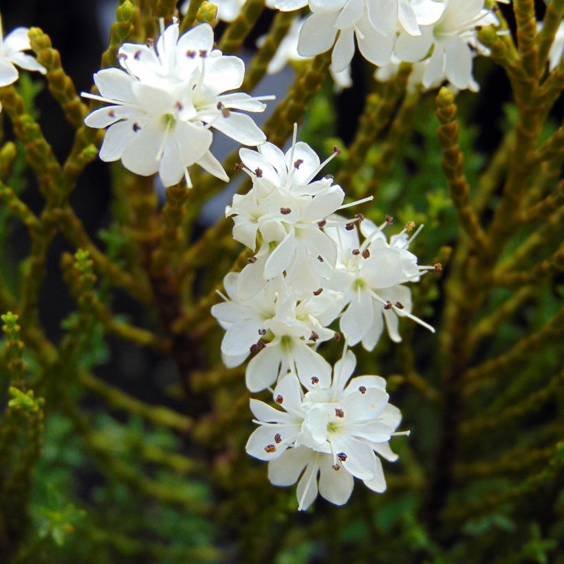 Hebe ochracea - Veronica (Fioritura)