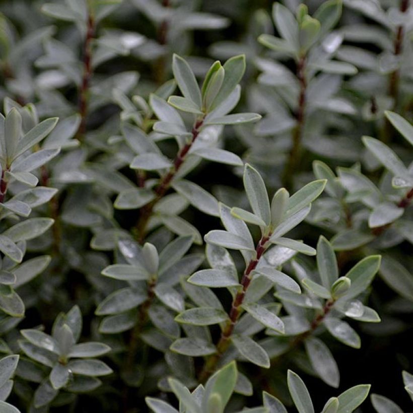 Hebe pimeleoides Quicksilver - Veronica (Fogliame)