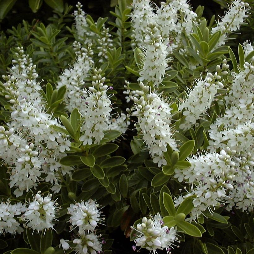 Hebe rakaiensis - Veronica (Fioritura)