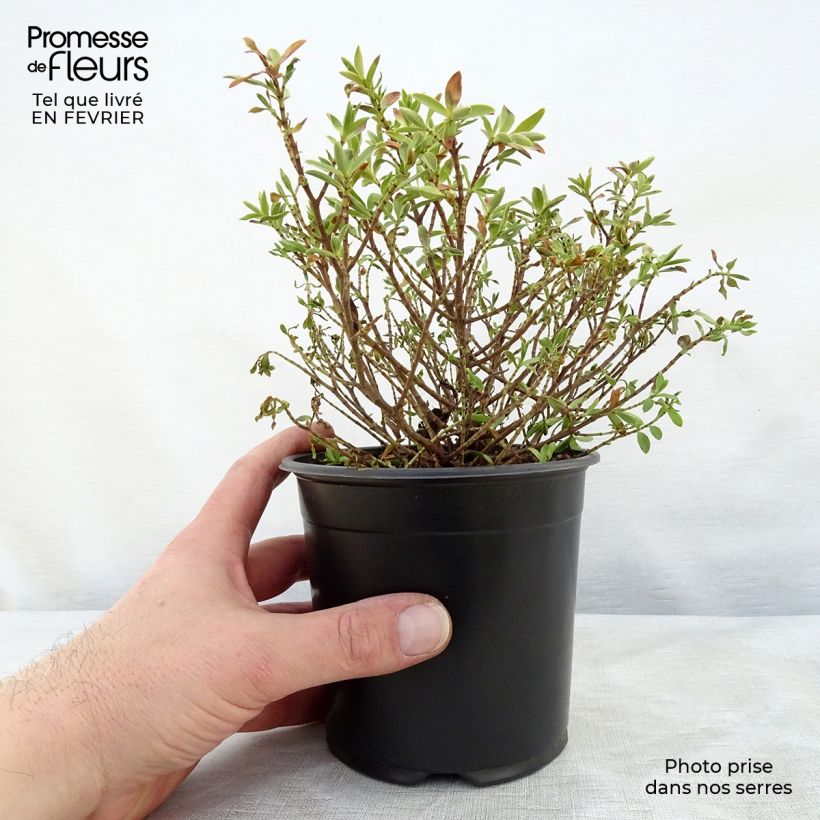 Hebe rakaiensis - Véronique arbustive Pot de 1,5L esemplare consegnato in inverno