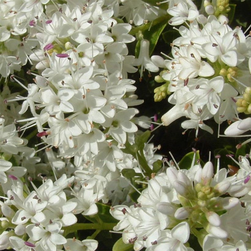 Hebe vernicosa - Veronica (Fioritura)