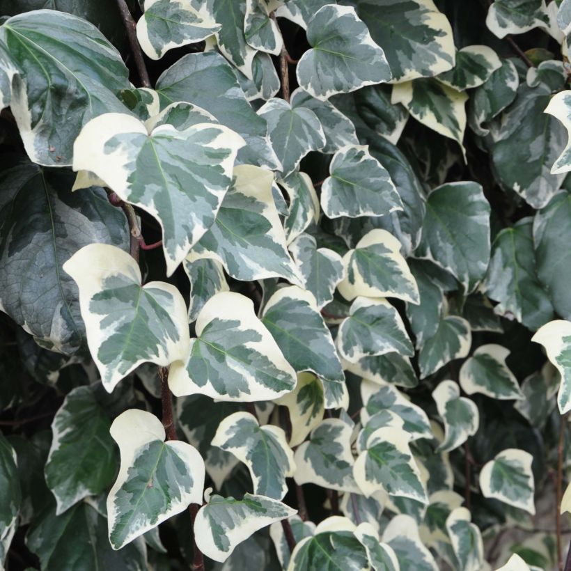 Hedera algeriensis Gloire de Marengo - Edera algerina variegata (Fogliame)