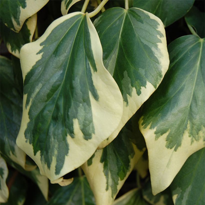 Hedera colchica Dentata Variegata - Edera variegata (Fogliame)