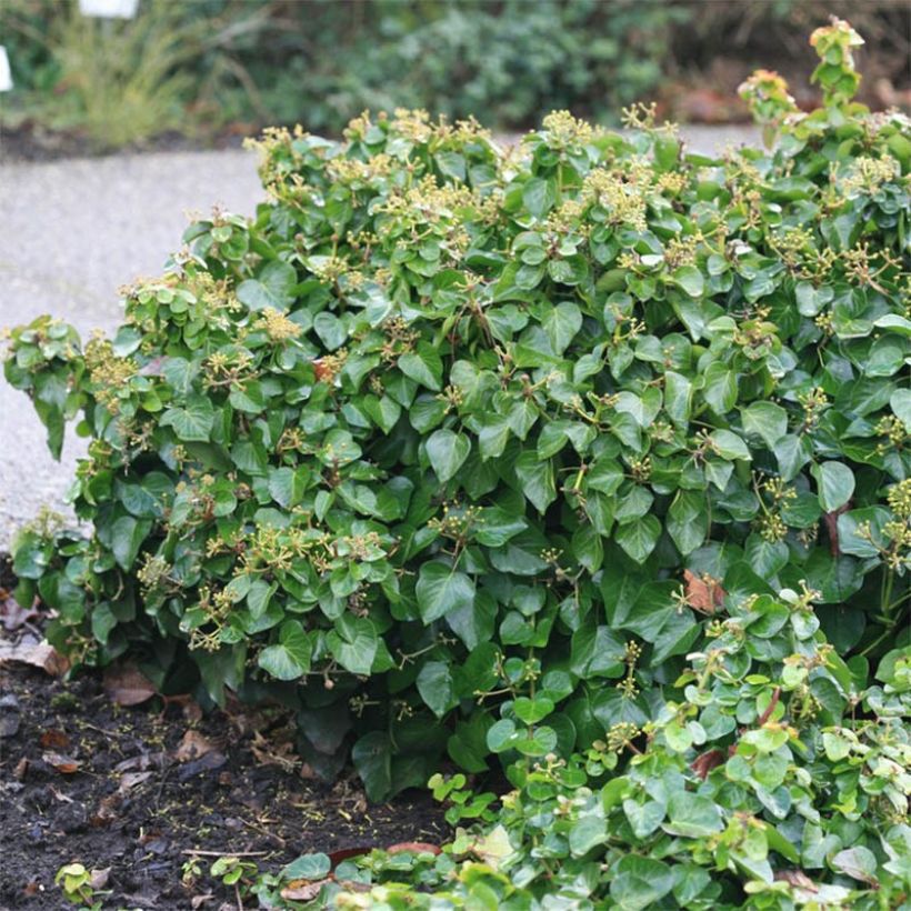 Hedera hibernica Arbori Compact - Edera irlandese (Fogliame)