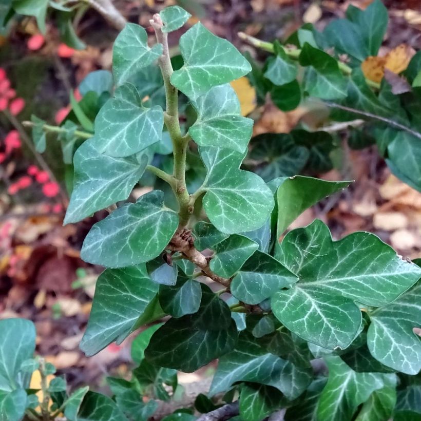 Hedera helix Erecta - Edera (Fogliame)