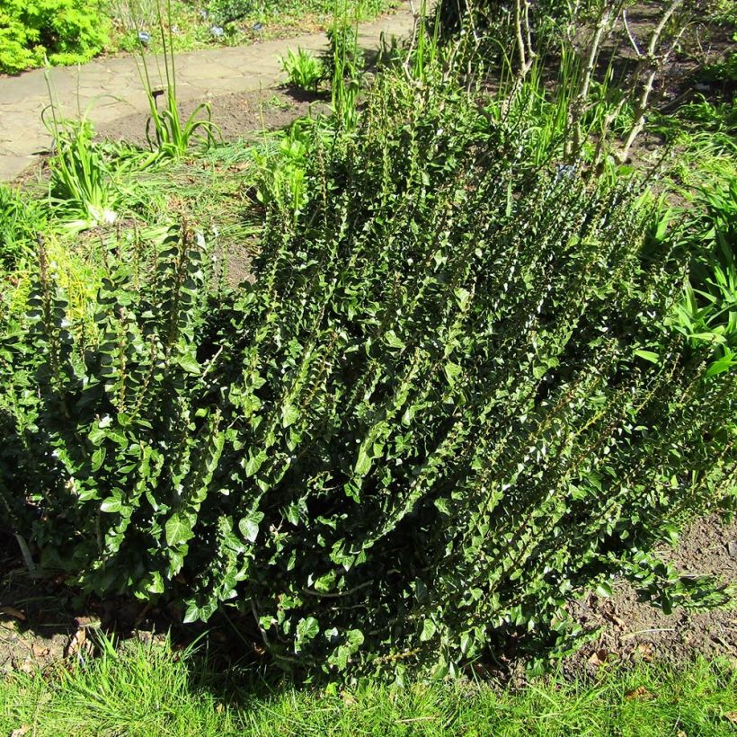 Hedera helix Erecta - Edera (Porto)