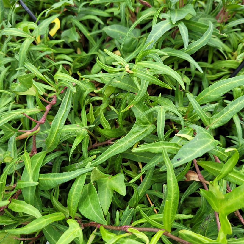 Hedera helix Evergreen - Edera (Fogliame)