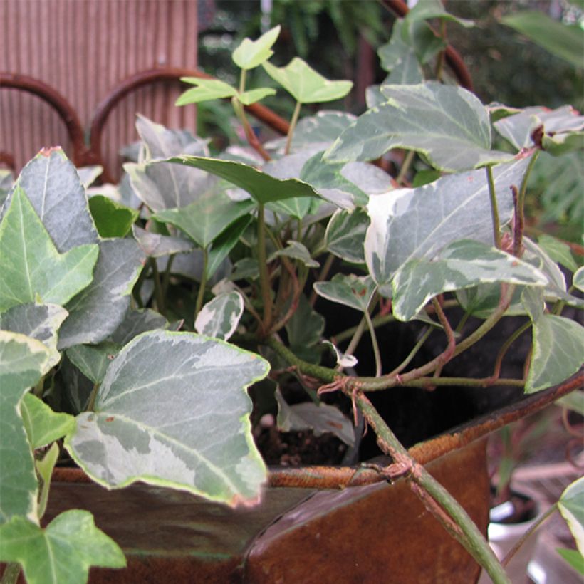 Hedera helix Glacier - Edera variegata (Fioritura)