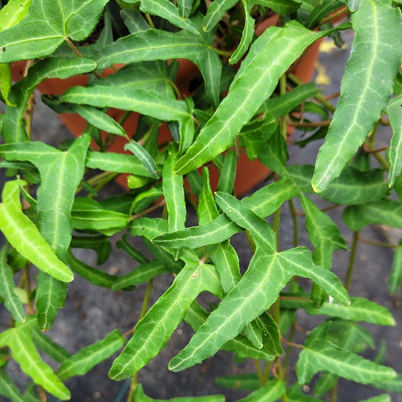 Hedera helix Kappeln - Edera (Fogliame)