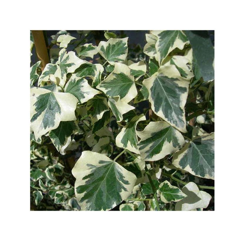 Hedera helix Marginata Elegantissima - Edera variegata (Fogliame)